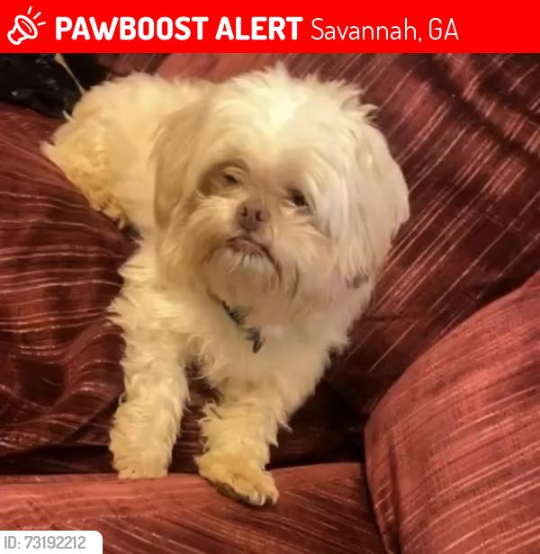 Lost Male Dog last seen Skidaway rd, Savannah, GA 31404