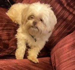 Lost Male Dog last seen Skidaway rd, Savannah, GA 31404