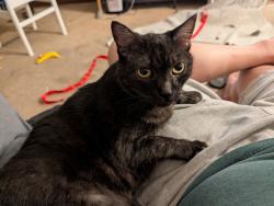 Reunited Female Cat last seen Newhope, Fountain Valley, CA 92708