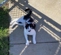 Reunited Male Cat last seen Ronald Reagan Middle School, Grand Prairie, Grand Prairie, TX 75052