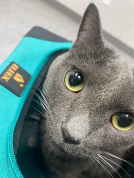 Reunited Male Cat last seen Gurnee circle avenue, Gurnee, IL 60031