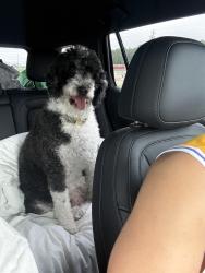 Reunited Female Dog last seen Sheridan street, Hollywood, FL 33024