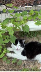 Found/Stray Unknown Cat last seen hosp drive, Glen Burnie, MD 21060
