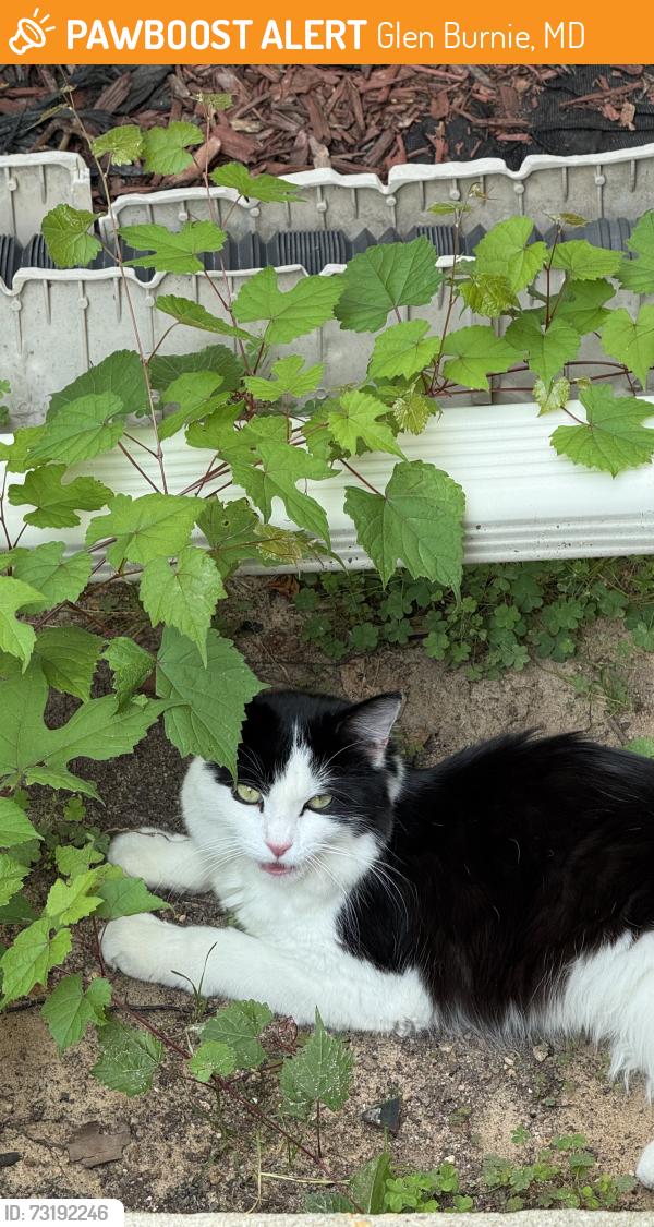 Found/Stray Unknown Cat last seen hosp drive, Glen Burnie, MD 21060