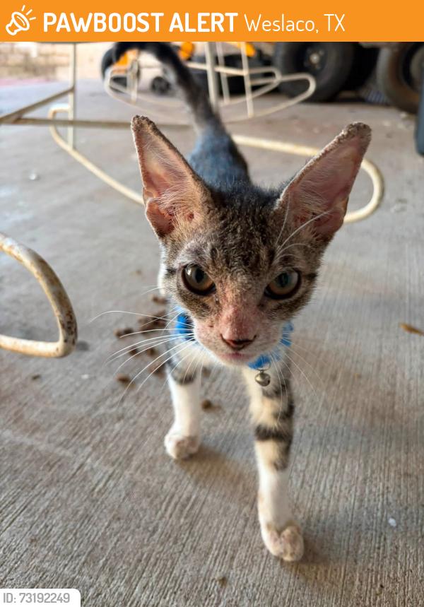 Found/Stray Unknown Cat last seen North Texas and Mile 11 North, Weslaco, TX 78596