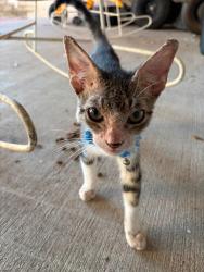 Found/Stray Unknown Cat last seen North Texas and Mile 11 North, Weslaco, TX 78596