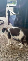 Found/Stray Unknown Cat last seen Custer Rd & Legacy, Plano, TX 75023