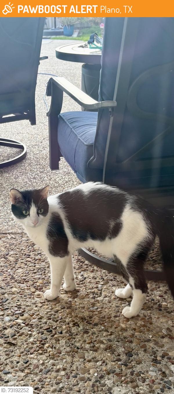 Found/Stray Unknown Cat last seen Custer Rd & Legacy, Plano, TX 75023