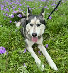 Lost Female Dog last seen Near US HWY 87 comfort tx, next to the loves gas station, Comfort, TX 78013