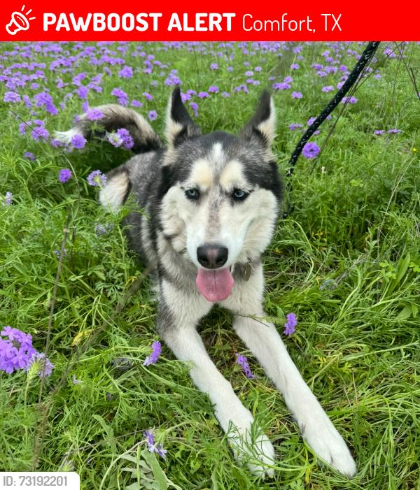 Lost Female Dog last seen Near US HWY 87 comfort tx, next to the loves gas station, Comfort, TX 78013