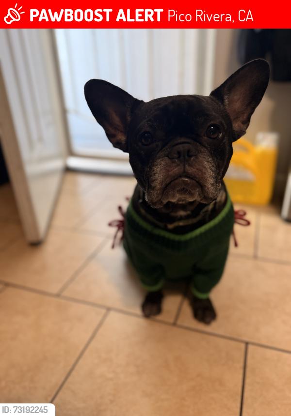 Lost Female Dog last seen Por Olympic , bervely , durfe, Pico Rivera, CA 90660