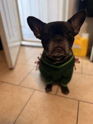Lost Female Dog last seen Por Olympic , bervely , durfe, Pico Rivera, CA 90660