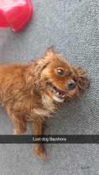 Reunited Unknown Dog last seen Bayshore Gardens Parkway and 26th St, Bradenton, FL 34207