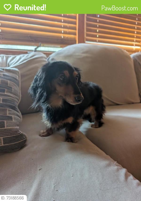 Reunited Female Dog last seen Long Shoals Rd, North Carolina, USA, Buncombe County, NC 28803