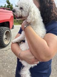 Reunited Male Dog last seen Near, Homestead, FL 33034