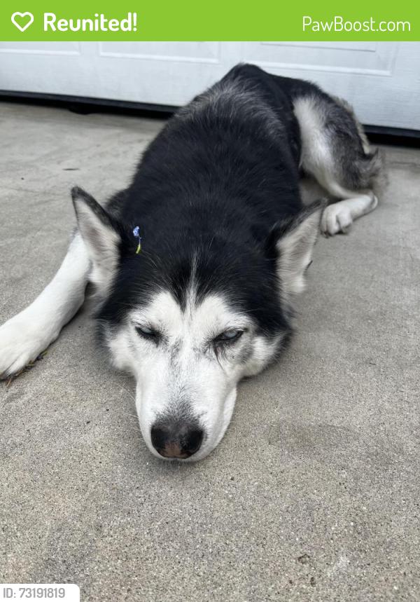 Reunited Male Dog last seen Campo Rd, Spring Valley, CA 91977