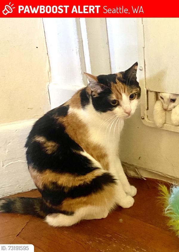 Lost Female Cat last seen 5th West and West Lee, Seattle, WA 98119