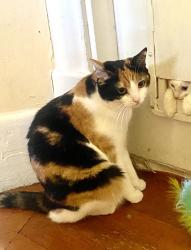 Lost Female Cat last seen 5th West and West Lee, Seattle, WA 98119