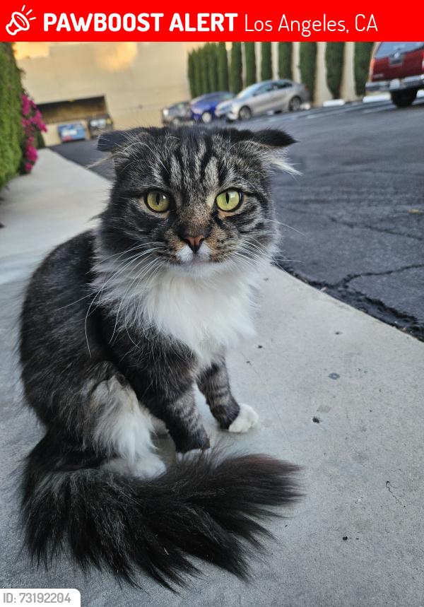 Lost Male Cat last seen Burbank Blvd. Fair Ave, Los Angeles, CA 91601