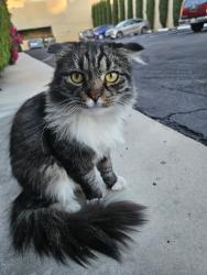 Lost Male Cat last seen Burbank Blvd. Fair Ave, Los Angeles, CA 91601