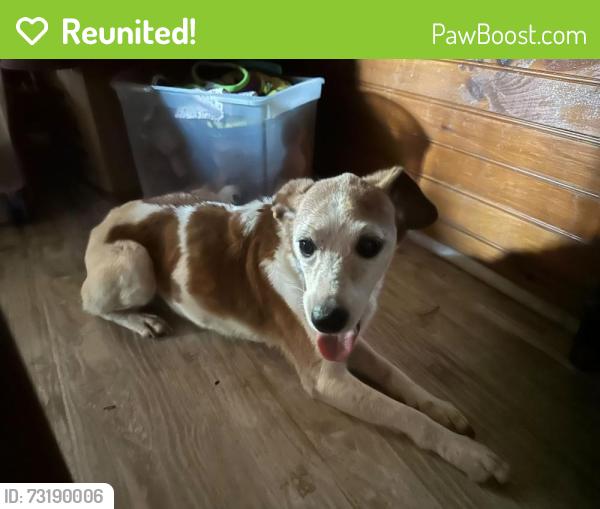 Reunited Male Dog last seen Kite Road, Rogersville TN, Hawkins County, TN 37857