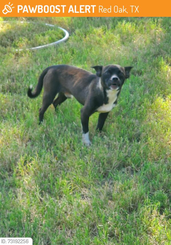 Found/Stray Male Dog last seen Lassetter Dr, Red Oak, TX 75154