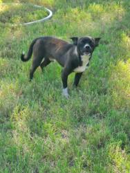 Found/Stray Male Dog last seen Lassetter Dr, Red Oak, TX 75154
