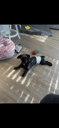 Found/Stray Male Dog last seen Cannongate dr, Spring, TX 77373