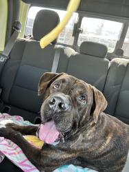 Found/Stray Male Dog last seen Medvet, Houston, TX 77034