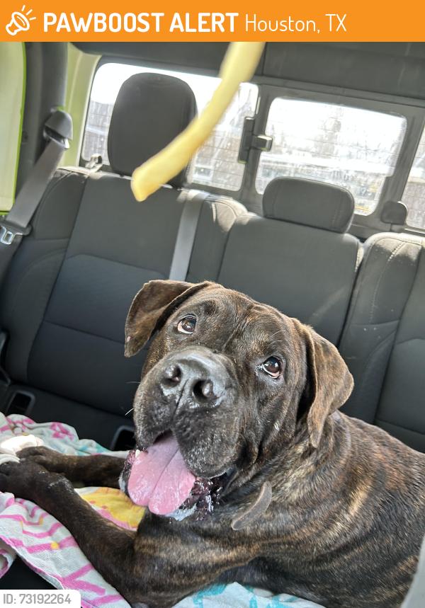 Found/Stray Male Dog last seen Medvet, Houston, TX 77034