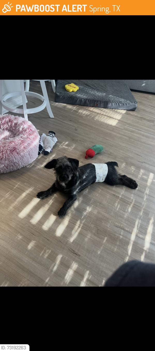 Found/Stray Male Dog last seen Cannongate dr, Spring, TX 77373