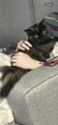 Lost Female Cat last seen 35th and Peoria, Tulsa, OK 74120