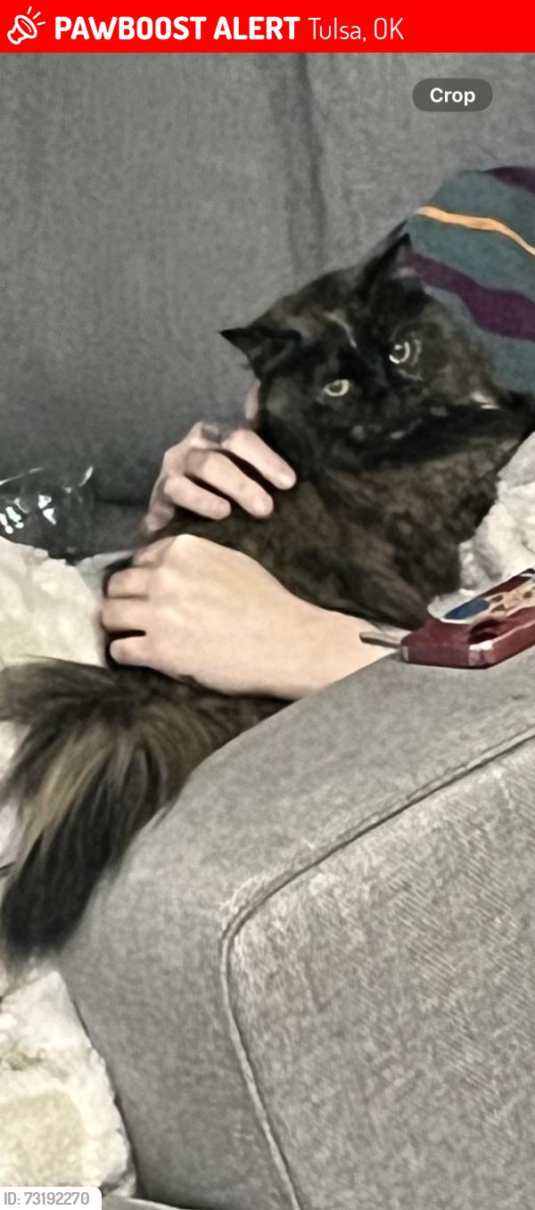 Lost Female Cat last seen 35th and Peoria, Tulsa, OK 74120