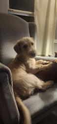 Lost Male Dog last seen East worthem, Harrison County, MS 39574