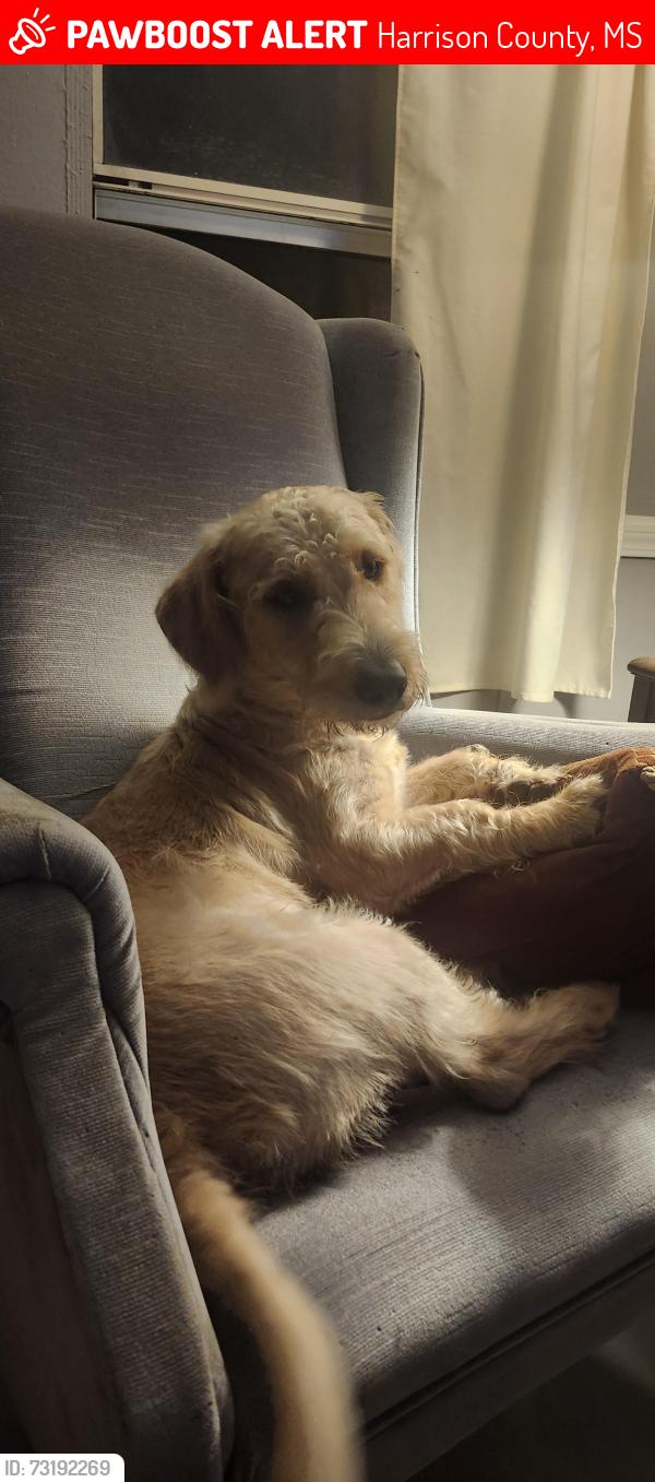 Lost Male Dog last seen East worthem, Harrison County, MS 39574