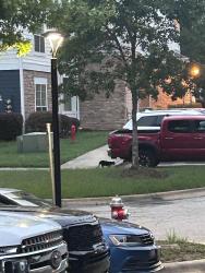 Found/Stray Unknown Cat last seen In front of 3000 Building in Bexley Triangle Park neighborhood, Cary, NC 27519