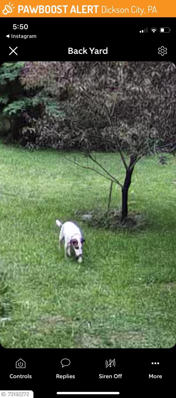 Found/Stray Unknown Dog last seen Laurel creek dive & laurel street, Dickson City, PA 18519