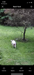 Found/Stray Unknown Dog last seen Laurel creek dive & laurel street, Dickson City, PA 18519
