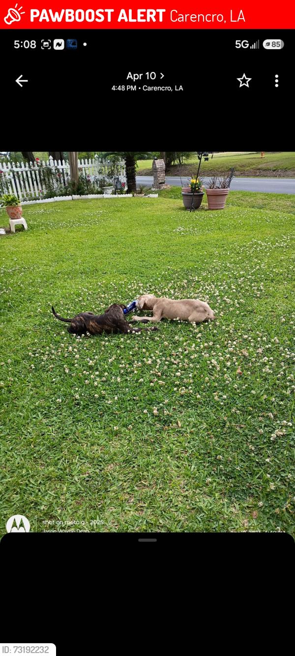 Lost Male Cat last seen Prejeans subdivision in Carencro, Carencro, LA 70520