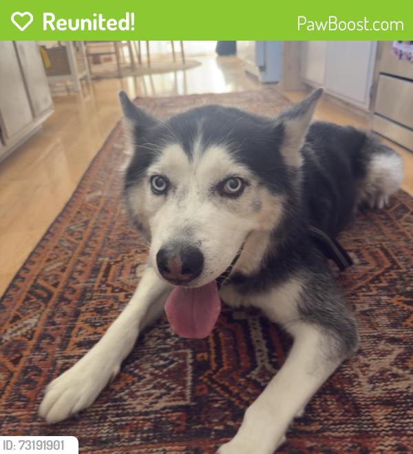 Reunited Male Dog last seen Campo Road/ Casa de Oro Blvd, Spring Valley, CA 91977