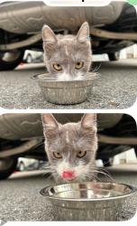 Found/Stray Unknown Cat last seen Near Waite St, Malden, MA 02148