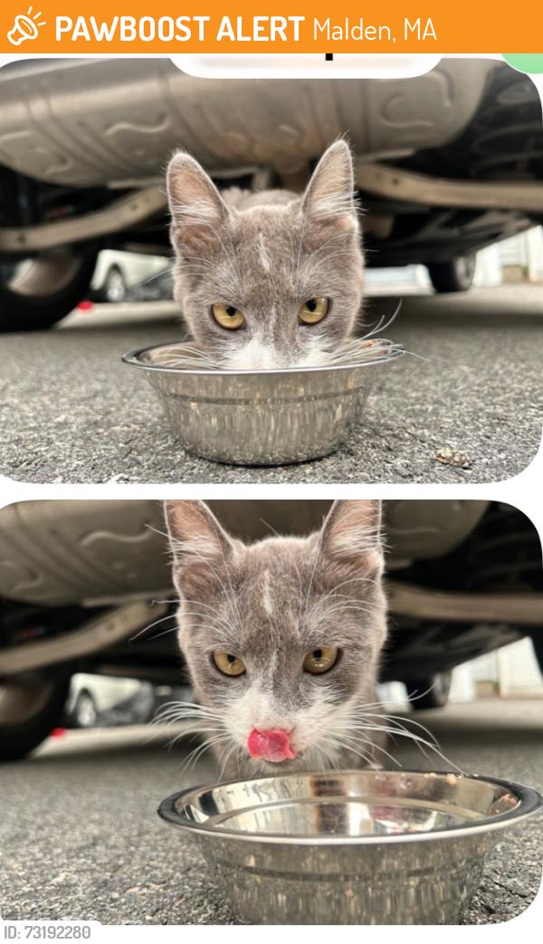 Found/Stray Unknown Cat last seen Near Waite St, Malden, MA 02148