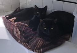 Reunited Male Cat last seen SW Taylor's Ferry Rd, SW 69th Ave, Tigard, OR 97223