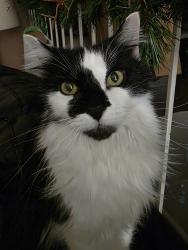 Reunited Male Cat last seen Rue Henri-Daoust, Kirkland, QC 