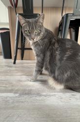 Lost Male Cat last seen Near S 300 W, Salt Lake City, UT 84101
