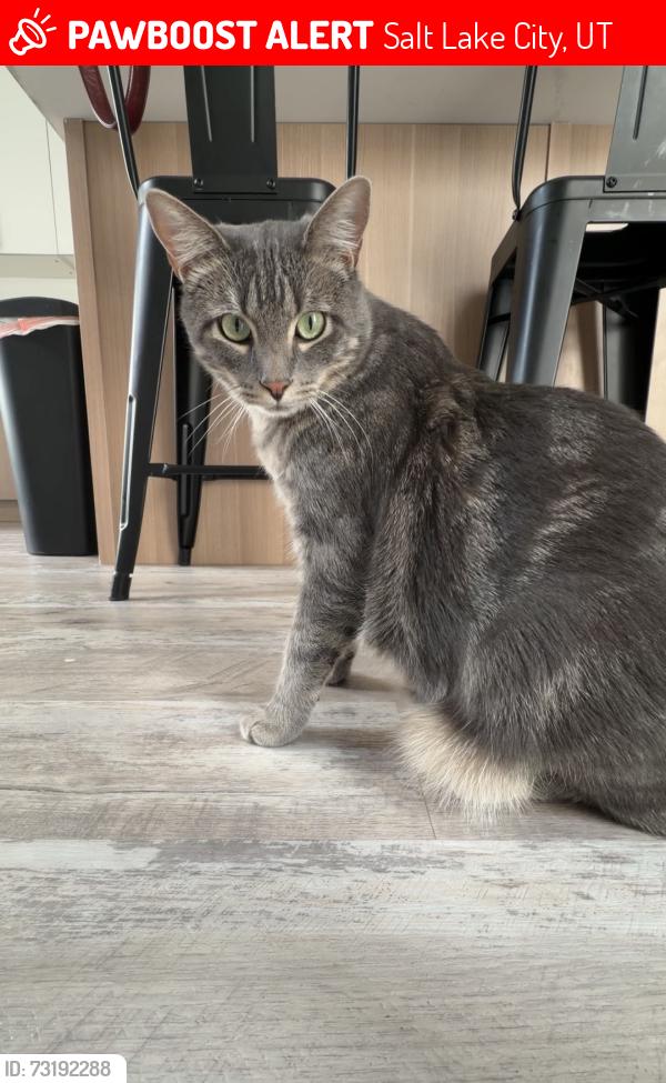 Lost Male Cat last seen Near S 300 W, Salt Lake City, UT 84101