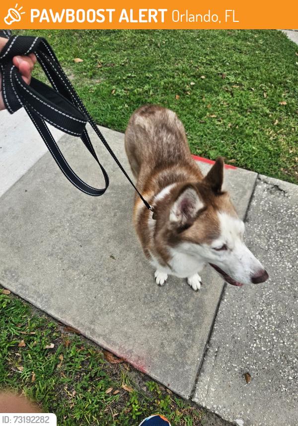 Found/Stray Male Dog last seen Mellowood ave, Orlando, FL 32825
