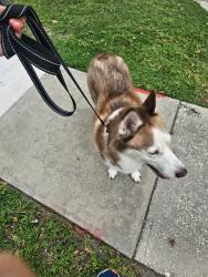 Found/Stray Male Dog last seen Mellowood ave, Orlando, FL 32825