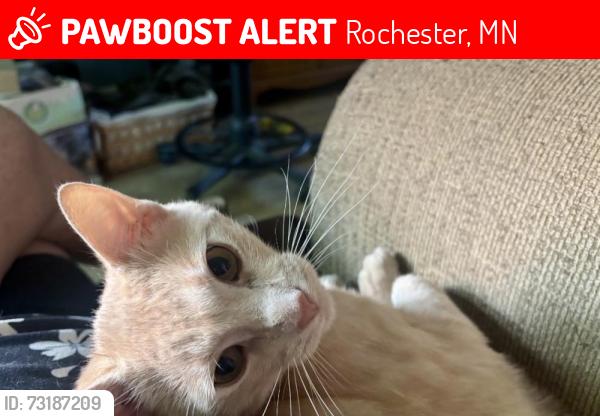 Lost Male Cat last seen W Center St & 11th Ave NW Kutzky Park area, Rochester, MN 55901