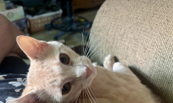 Lost Male Cat last seen W Center St & 11th Ave NW Kutzky Park area, Rochester, MN 55901